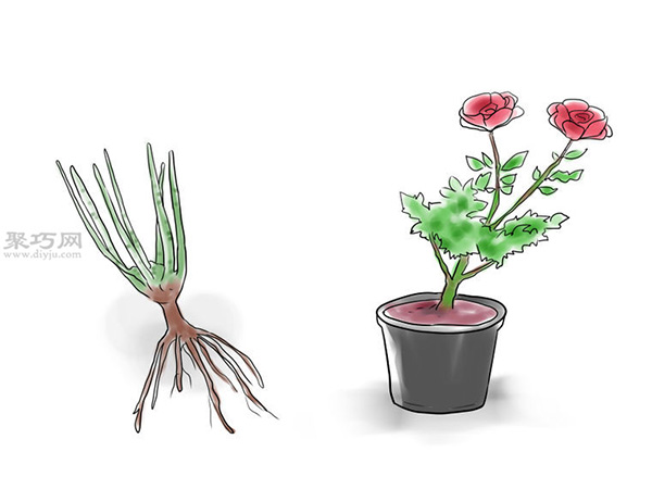 种植玫瑰花教程图解 怎么样种植玫瑰花(图2)