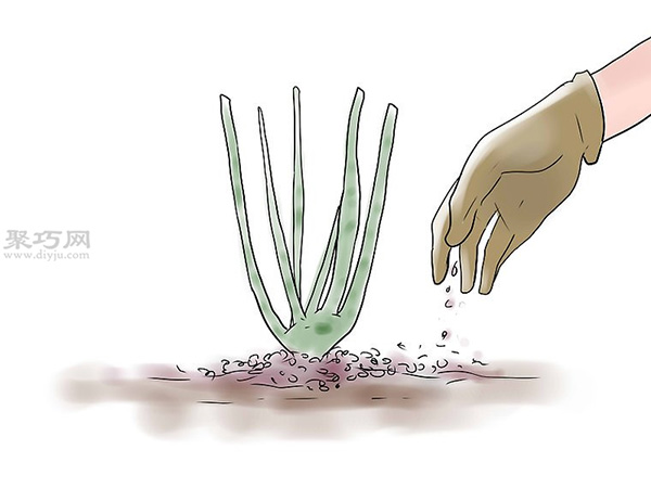 种植玫瑰花教程图解 怎么样种植玫瑰花(图9)