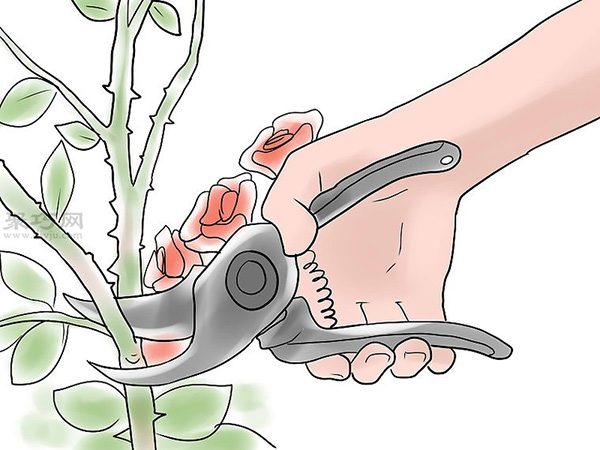 种植玫瑰花教程图解 怎么样种植玫瑰花(图12)