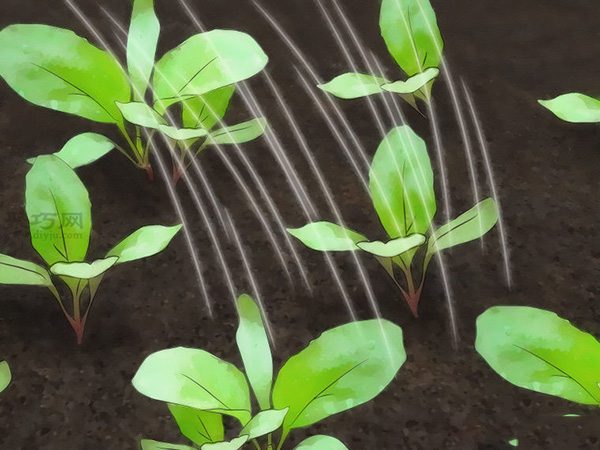 怎么护理萝卜 种植萝卜图解教程 - 功圣花卉