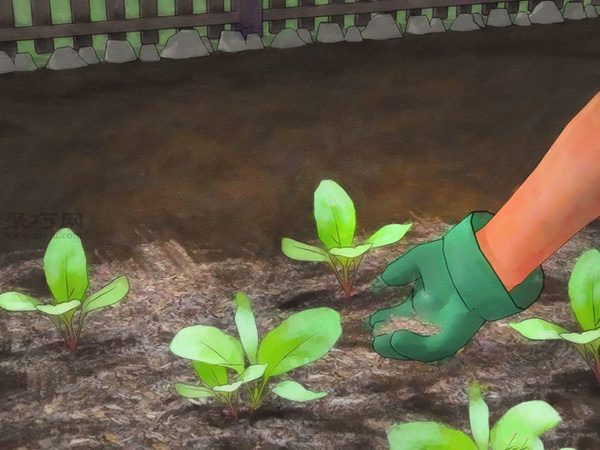 怎么护理萝卜 种植萝卜图解教程(图2)