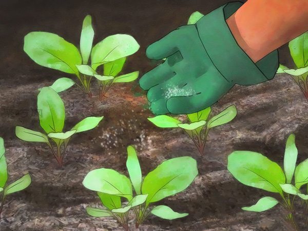 怎么护理萝卜 种植萝卜图解教程(图3)