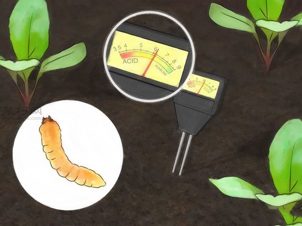 怎么护理萝卜 种植萝卜图解教程(图5)