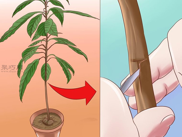 栽种鳄梨步骤 怎样栽种鳄梨(图13)