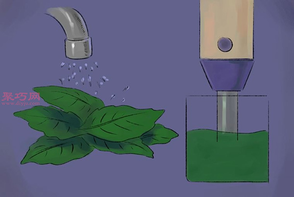 怎样收获和使用罗勒 种植罗勒图片教程(图2)