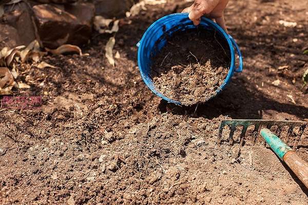 种植番茄教程图解 怎样种植番茄(图5)