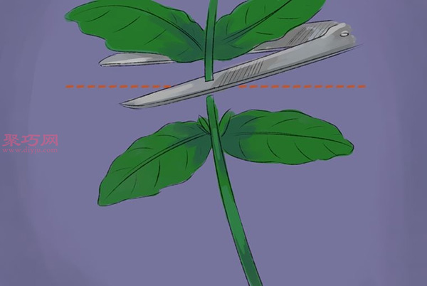 怎样收获和使用罗勒 种植罗勒图片教程 - 功圣花卉