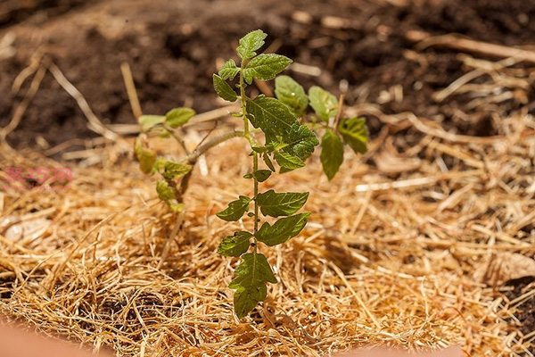 种植番茄教程图解 怎样种植番茄(图10)