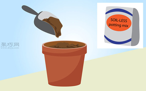 非洲堇的养殖方法 盆栽非洲堇怎么养(图4)