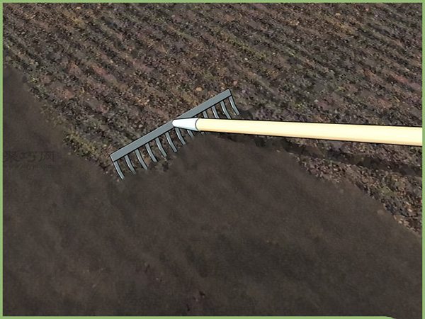 如何移植幼苗 教你播种的方法(图3)