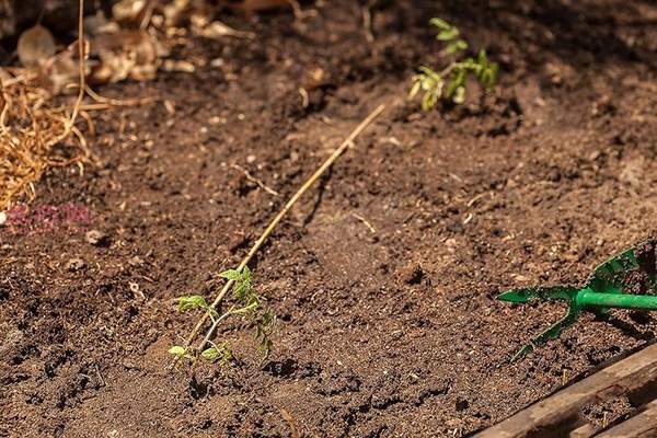 种植番茄教程图解 怎样种植番茄(图8)