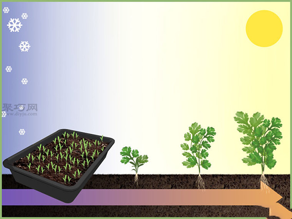 如何移植幼苗 教你播种的方法 - 功圣花卉