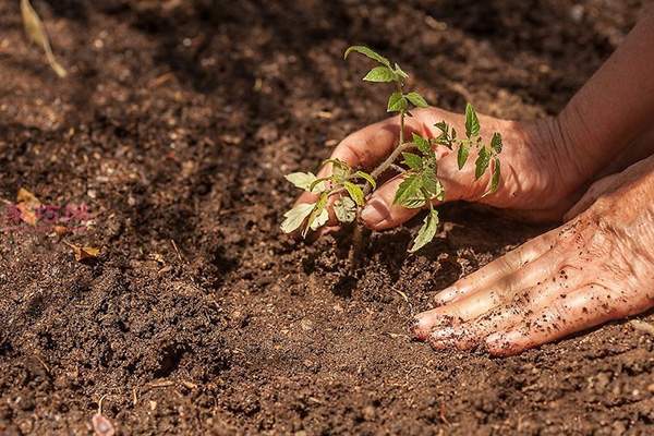 种植番茄教程图解 怎样种植番茄(图6)