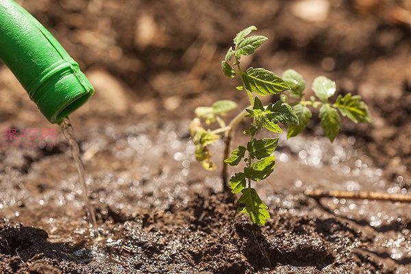 种植番茄教程图解 怎样种植番茄(图7)