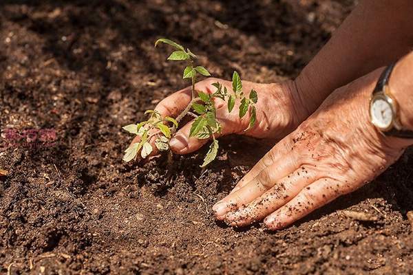 种植番茄教程图解 怎样种植番茄(图15)