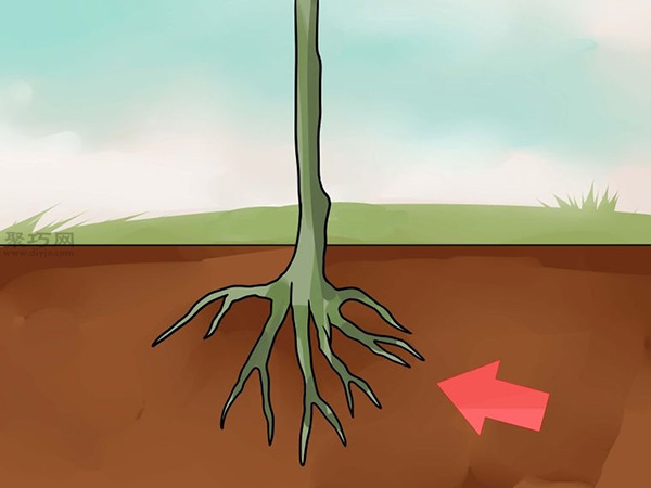 怎么样T型芽嫁接树 嫁接树图片教程(图1)