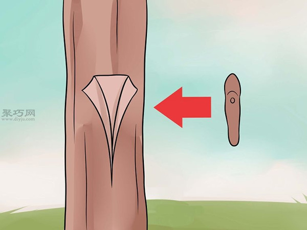 怎么样T型芽嫁接树 嫁接树图片教程(图4)