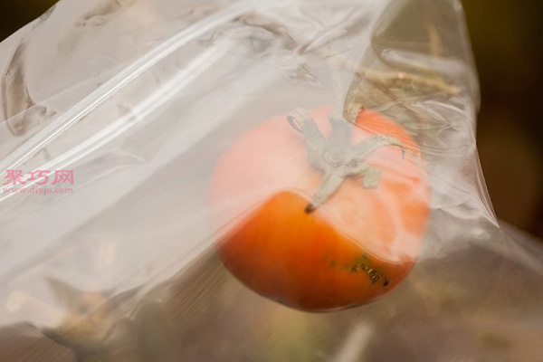 种植番茄教程图解 怎样种植番茄(图19)