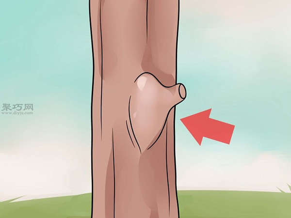 怎么样T型芽嫁接树 嫁接树图片教程(图7)