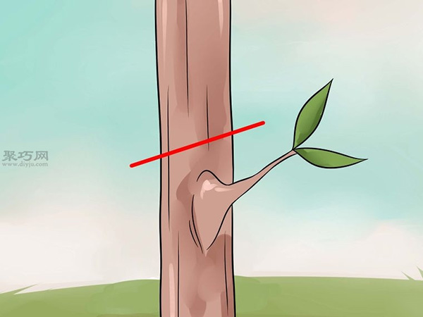 怎么样T型芽嫁接树 嫁接树图片教程(图8)