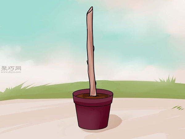 怎样用枝接法嫁接树 教你嫁接树步骤 - 功圣花卉