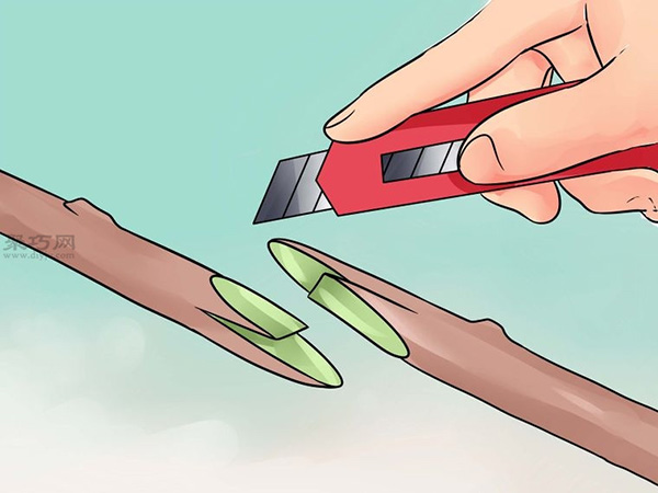 怎样用枝接法嫁接树 教你嫁接树步骤(图2)