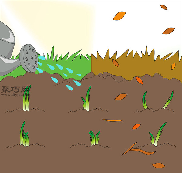 家庭阳台种洋葱的方法 洋葱种植的注意事项(图9)