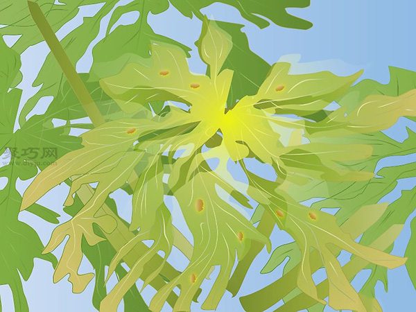 怎样照料木瓜树 种木瓜图片教程(图4)