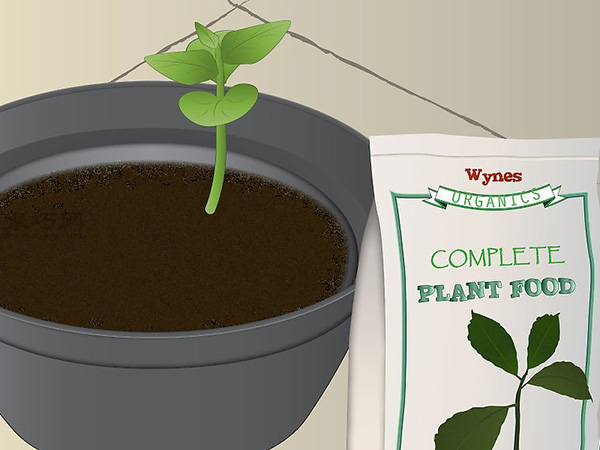 怎样照料木瓜树 种木瓜图片教程(图1)