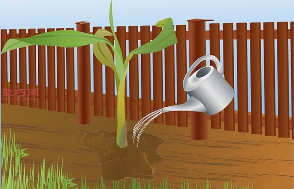 香蕉种植技术 教你家里怎么种植香蕉(图6)