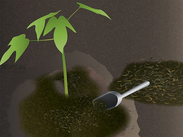 怎样照料木瓜树 种木瓜图片教程(图3)