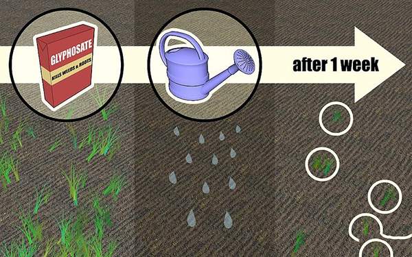 草坪种植与养护管理方法 草坪籽怎么种出漂亮的草坪 - 功圣花卉