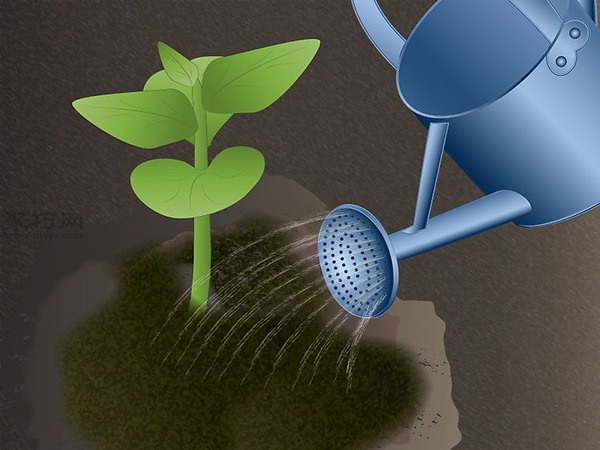 怎样照料木瓜树 种木瓜图片教程(图2)