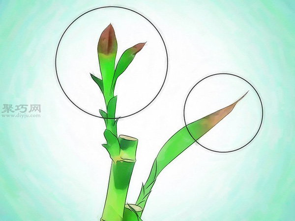 怎么样养护富贵竹 栽种富贵竹教程图解(图1)