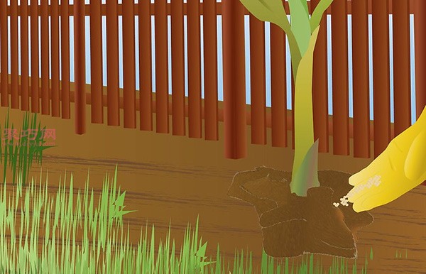 香蕉种植技术 教你家里怎么种植香蕉(图7)