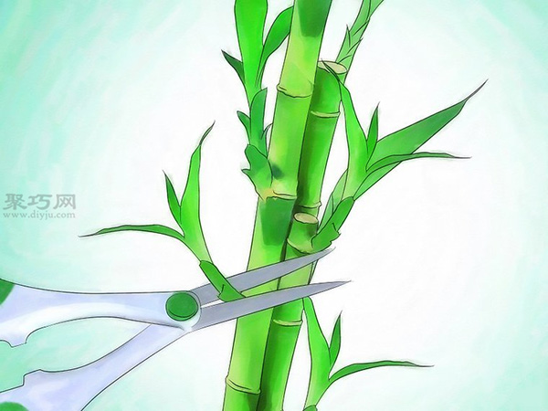 怎么样养护富贵竹 栽种富贵竹教程图解(图2)