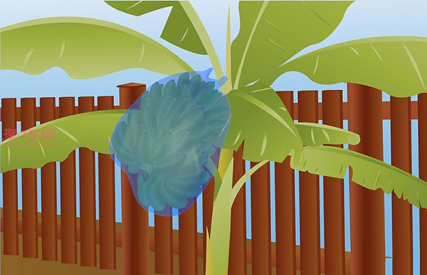 香蕉种植技术 教你家里怎么种植香蕉(图12)