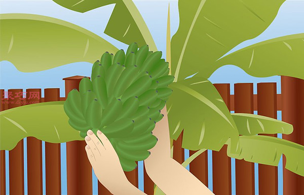 香蕉种植技术 教你家里怎么种植香蕉(图13)