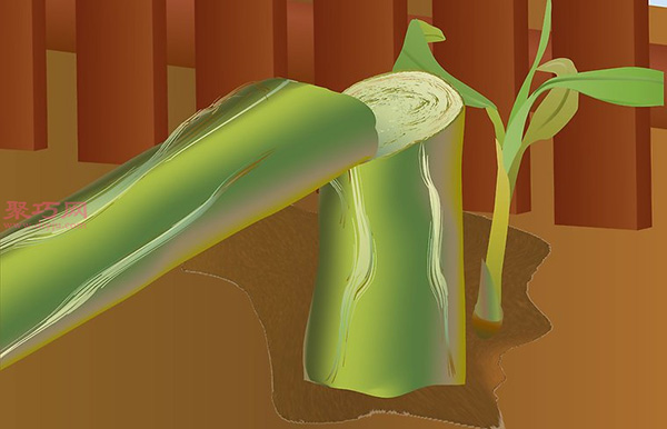 香蕉种植技术 教你家里怎么种植香蕉(图14)