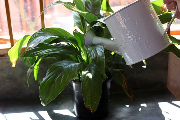 室内植物日常养殖方法 室内盆栽如何护理(图2)