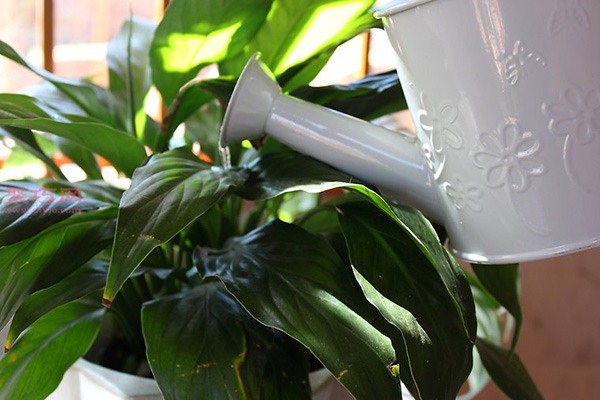 室内植物日常养殖方法 室内盆栽如何护理(图5)