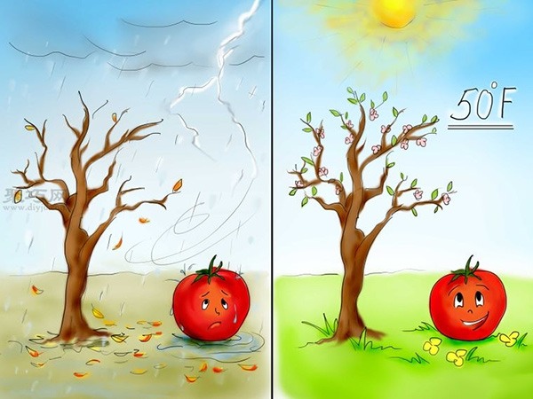 用种子种植番茄步骤 怎么样用种子种植番茄(图4)