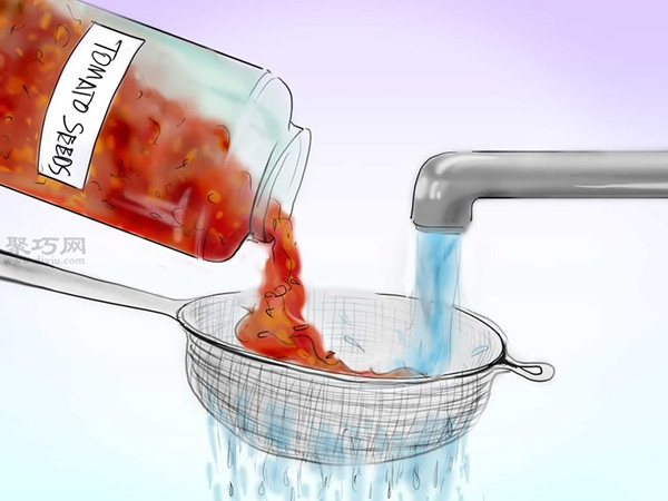 用种子种植番茄步骤 怎么样用种子种植番茄(图10)