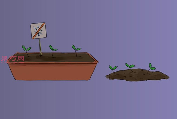 如何照顾罗勒 种植罗勒图解教程 - 功圣花卉