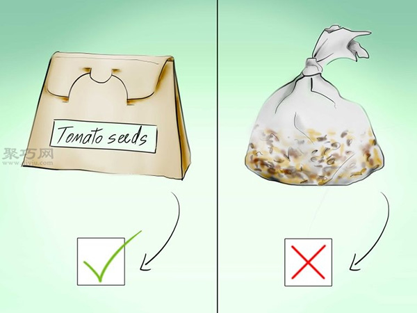 用种子种植番茄步骤 怎么样用种子种植番茄(图15)