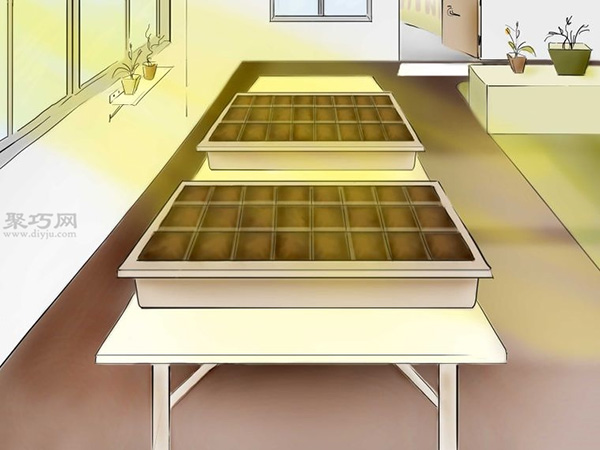 用种子种植番茄步骤 怎么样用种子种植番茄(图18)