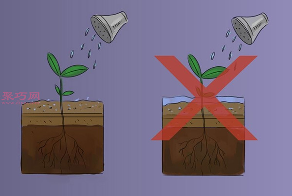 如何照顾罗勒 种植罗勒图解教程(图2)