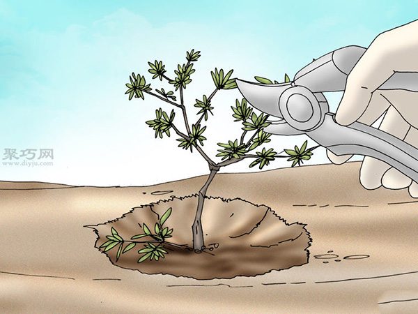 栽种杜鹃花教程图解 怎样栽种杜鹃花(图11)