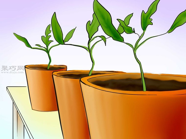 用种子种植番茄步骤 怎么样用种子种植番茄(图21)