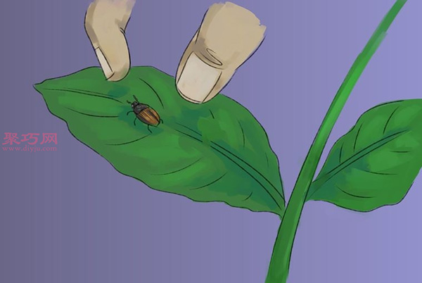 如何照顾罗勒 种植罗勒图解教程(图4)